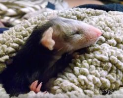 Dog Adopted Orphaned Opossum Years Ago And Still Carries Him Wherever She Goes