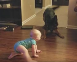 Dog And Baby Engage In A Game Of Chase, Mom Record Them Both