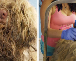 Dog Groomer Opens Shop In Middle Of The Night To Give Stray Dog Haircut And Found Beauty Beneath Matted Fur