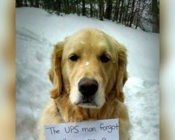 Dog Hides In UPS Truck And Rides All Over Town, Wearing Note With An “Important Message” For All