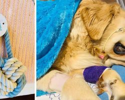 Dog Owner Posts “Heartbreaking Warning” After Golden Retriever Dies From Rope Toy