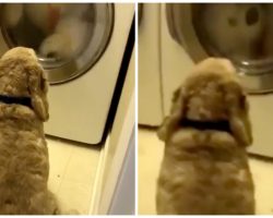 Dog Refused To Leave His Favorite Teddy Bear Who He Thought Was Stuck In Washing Machine