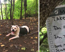 Dog Walker Came Across A Gentle Pit Bull Tied To A Tree With A Note Attached