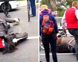 Carriage Driver Repeatedly Kicks Horse In Head After She Collapses From Exhaustion