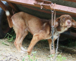 Someone Chained Their Dog Up For 10 Days Because They Said He’s ‘Diseased’