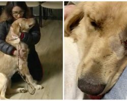 Angry Neighbor Shoots Woman’s Golden Retriever Twice In Front Of Her Kids