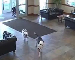Everyone Was “Caught Off Guard” When Two Pit Bulls Wandered Into The Hospital