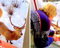 Lonely Elderly Widow Feeds Friendly Stag, Gets Bombarded With Hate Comments Online