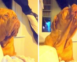 Dog Just Can’t Help Sing Along When His Favorite Song Starts Playing On The TV