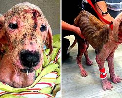 Owner Starves & Neglects Puppy To Near-Death, Surrenders Him To Escape Charges