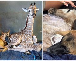Loyal Dog Senses Something Wrong & Stays By Giraffe’s Side As He Passes Away