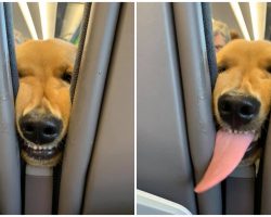 Golden Pup Gets Bored On Flight, Decides To Entertain His Fellow Passengers