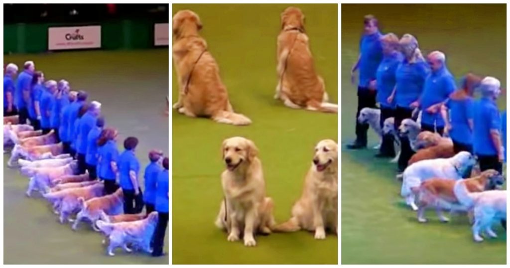 16 Talented Golden Retrievers Bring Down The House At Packed Arena