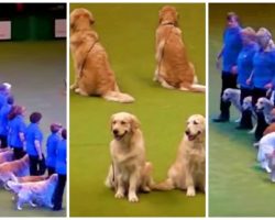 16 Talented Golden Retrievers Bring Down The House At Packed Arena