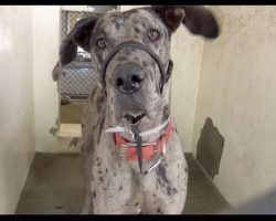 Great Dane Pup Mercilessly Surrendered To Kill Shelter, And Cries Before Sleeping