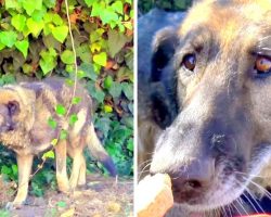 Monster Owners Abandon Sick Dog In A Park, Dog Cowers In Fear In A Garbage Pile