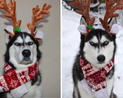 Unimpressed Husky Reluctantly Goes Along With Family’s Christmas Card Idea