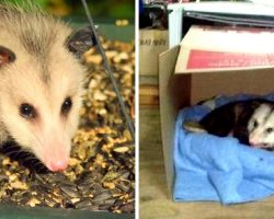 Unloved, Sick Elderly Opossum Finds Shelter With A Kind Woman In His Final Days