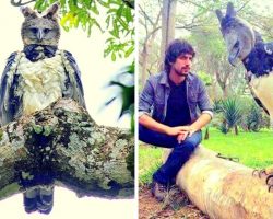 Harpy Eagle Is So Huge That People Often Mistake It For A “Human In Costume”