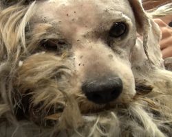 He’d Never Been Touched By A Human, And They Needed To Shave Him