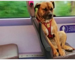 Homeless Dog Thinks No One Loves Her, So She Boards A Bus Alone