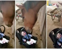 Baby Won’t Stop Crying & Horse’s Paternal Instincts Kick In To Quickly Soothe Her