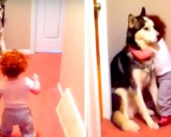 Dog Protecting His Sister From “Vacuum Monster” Shows Why Every Baby Needs A Dog