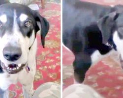 ‘Impatient Dog’ Realizes He Can Talk, And The First Thing He Asked For Is A Kitten