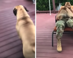 160-LB Puppy Turns Into A Lap Dog When His Human Brother Returns Home