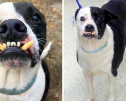 Lonely Dog Spends 7 Yrs Looking For Home As Families Think He Isn’t Pretty Enough