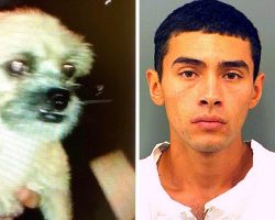 Teens Commit Multiple Thefts & Celebrate By Throwing A Dog Out Of A Moving Car