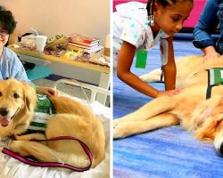 Beloved Children’s Therapy Dog Diagnosed With Cancer, She Needs Our Prayers Now