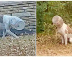 Stray Dog Roams Streets With Plastic Cheese Ball Container Lodged On His Head