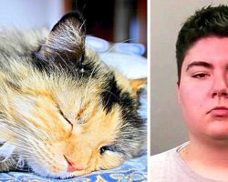 Man Ties Cats With Duct Tape, Beats Them & Dumps Them In Chute, Cats Die On Impact