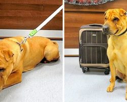 Woman Ties Dog To Suitcase & Dumps Him At Train Station After She Failed To Sell Him