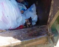 Garbage Man Spots Tiny Kitten In One Of The Bags In His Truck