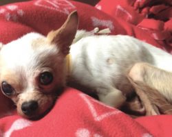 Tiny Chihuahua Dropped Off At The Shelter Was Too Weak To Even Sit Up