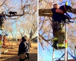 Squirrel Chasing Dog Gets Herself Stranded Atop Tall Tree, Starts Losing Balance