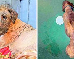 Sickly Homeless Dog Was Called A Monster & Stoned Whenever He Begged For Help