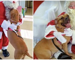 Dog At Shelter For 930 Days Meets Santa & Asks Him For Forever Home For Christmas