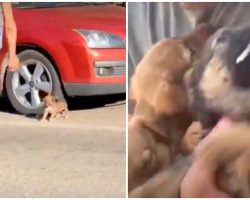 Man Catches Stray Puppies Running In Traffic, One Started Foaming At The Mouth