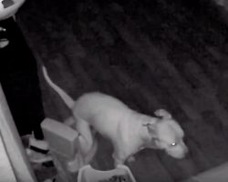 Man Checks Security Cam And Saw His Dog Using Training Potty In Middle Of Night