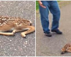 Man Sees Fawn Lying Motionless On Road, Knew He Needed To Act Fast