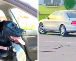 Innocent Dog Accidentally Puts Car In Reverse & Drives In Circles For A Full Hour
