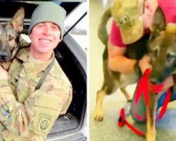 Military Dog Ends Up Abandoned After Service, Reunites With Handler After 3-Years