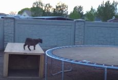Baby Goat Finds A Trampoline, And Had The ‘Best Time Of His Life’