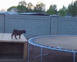 Mischievous Baby Goat Finds A Trampoline, And Had The “Time Of His Life”