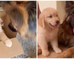 German Shepherd Is Obsessed With His New Golden Retriever Puppy
