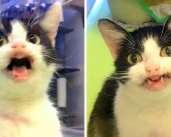 Shelter Cat Welcomes Every Visitor With Her Warm Smile, Yet No One Ever Picks Her