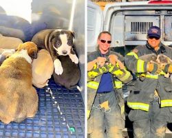 Brave Fire Crew Rescue 8 Puppies Stuck Under Apartment, Mama Dog Still Missing
